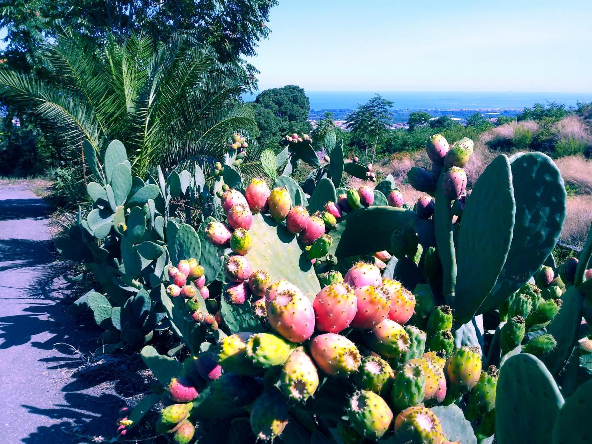 Piedimonte Mare Etna Villa Fiumefreddo di Sicilia Buitenkant foto